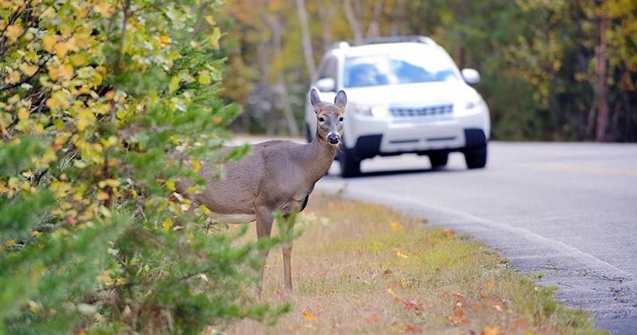 Accidents Involving Animals Crossing the Street